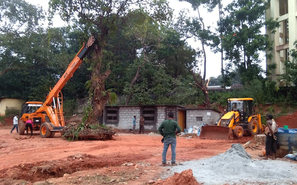 Bannanje bus stand work: 50-year-old trees shifted