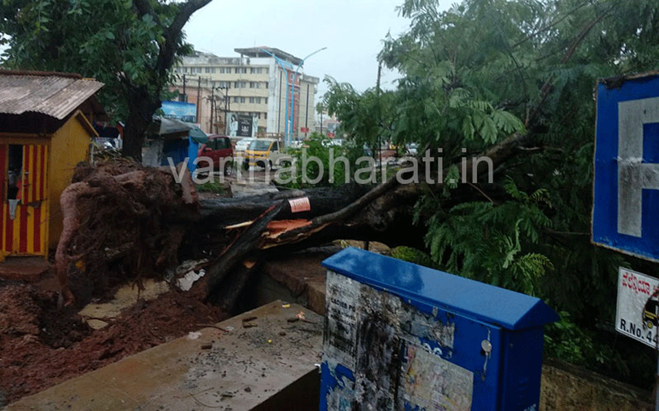 Tree uprooted in Valencia