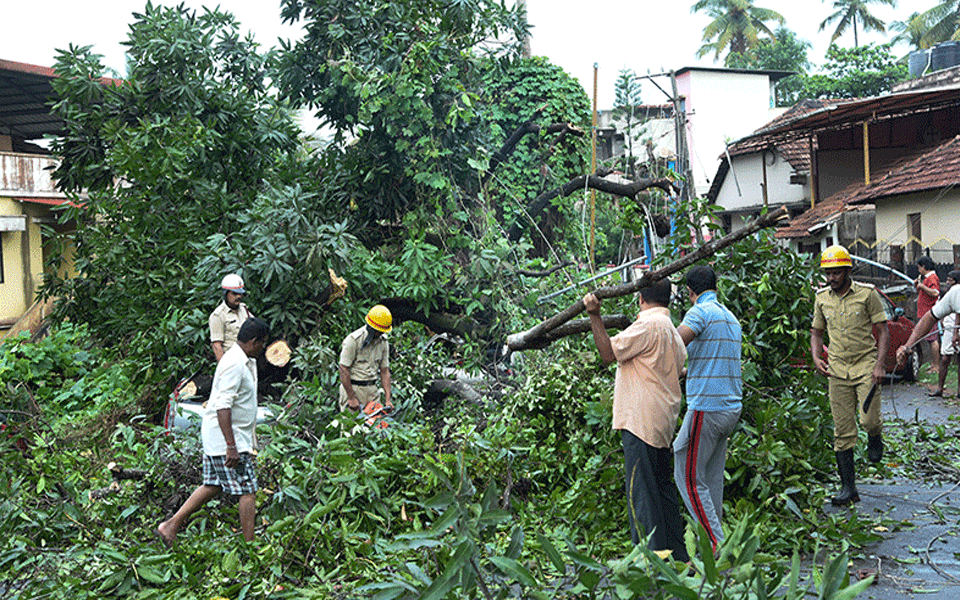 Attavara: Giant tree falls on electric transformer, cars