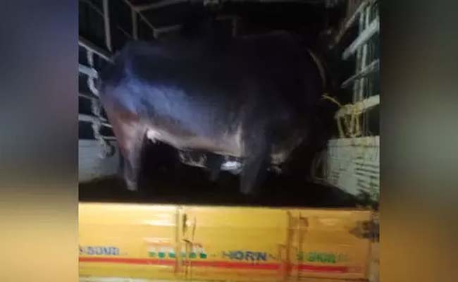 Two arrested for illegal cattle transport in Belthangady; Cattle confiscated