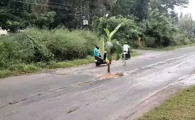 Locals plant banana sapling in pothole on Katapady-Shirva road to protest poor road conditions