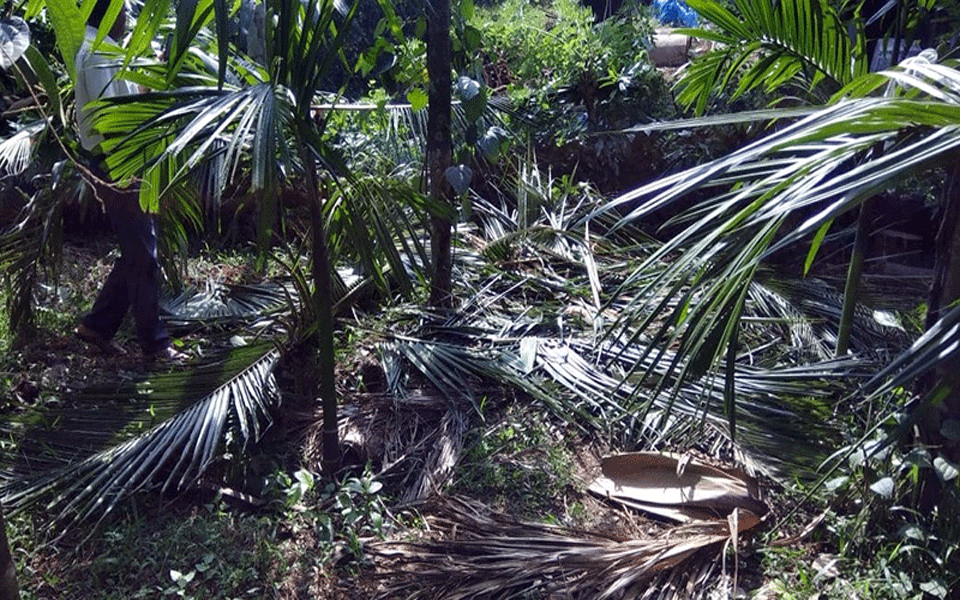 Wild elephants menace in Nettana, Bilinele