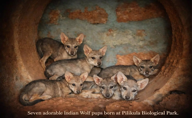 Indian wolf gives birth to seven pups at Pilikula Zoo in Mangaluru
