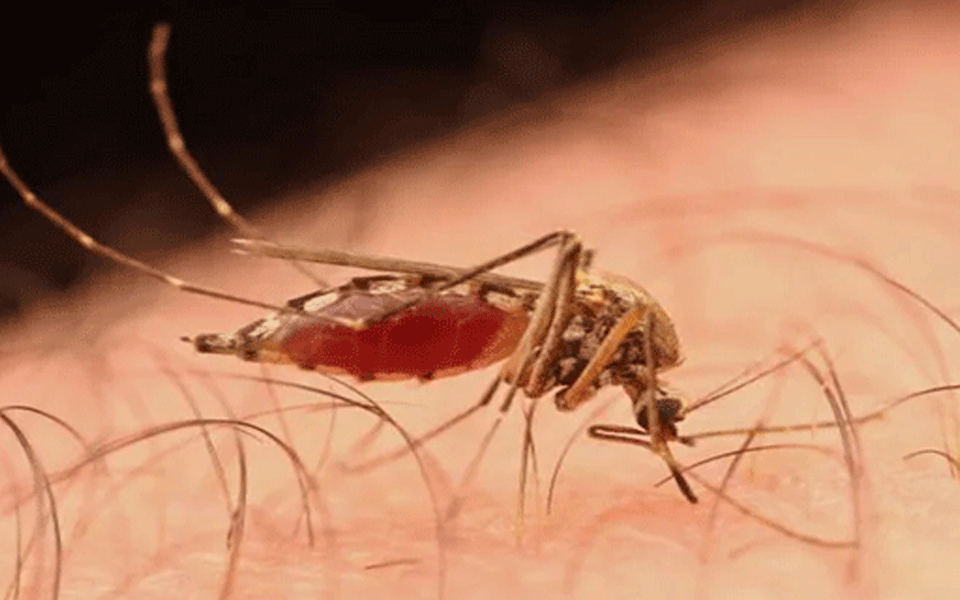 Dakshina Kannada, Udupi districts on high alert after Zika virus detection in Kerala
