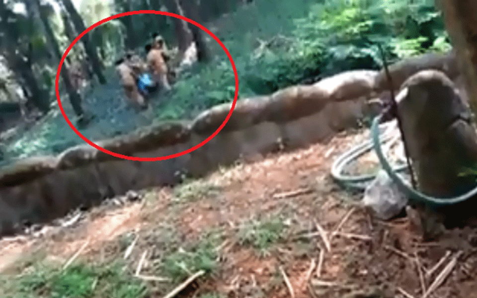 Man jumps into Kerala zoo's lion enclosure, saved