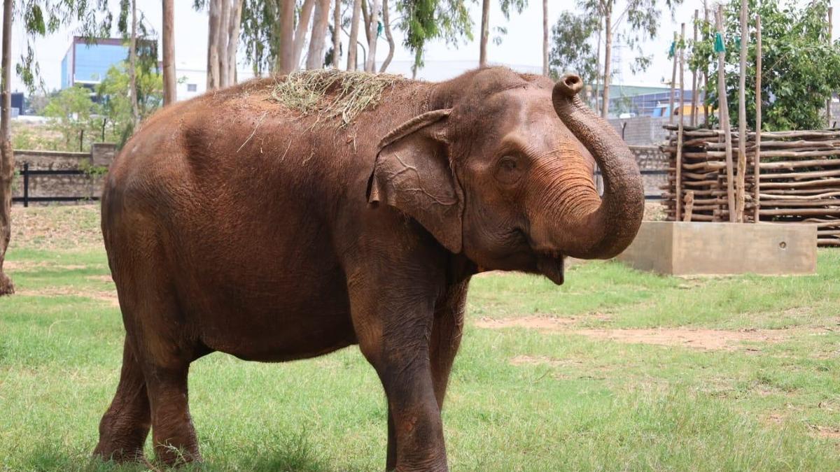 Mysuru zoo’s oldest elephant Padmavathi dies at 71
