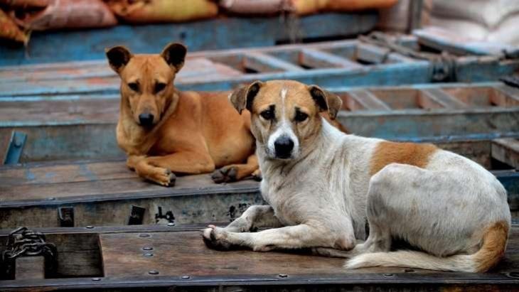 Five people, including three children, injured in stray dog attack in Davanagere