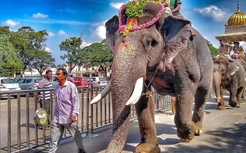 Mysuru Dasara's centrepiece jumbo Arjuna killed by wild tusker