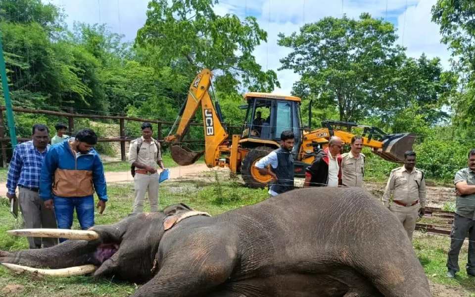 Dasara elephant Ashwatthama dies allegedly due to electrocution