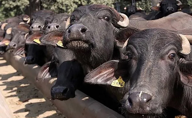 Karnataka, Andhra Pradesh villagers clash over buffalo ownership; demand DNA test