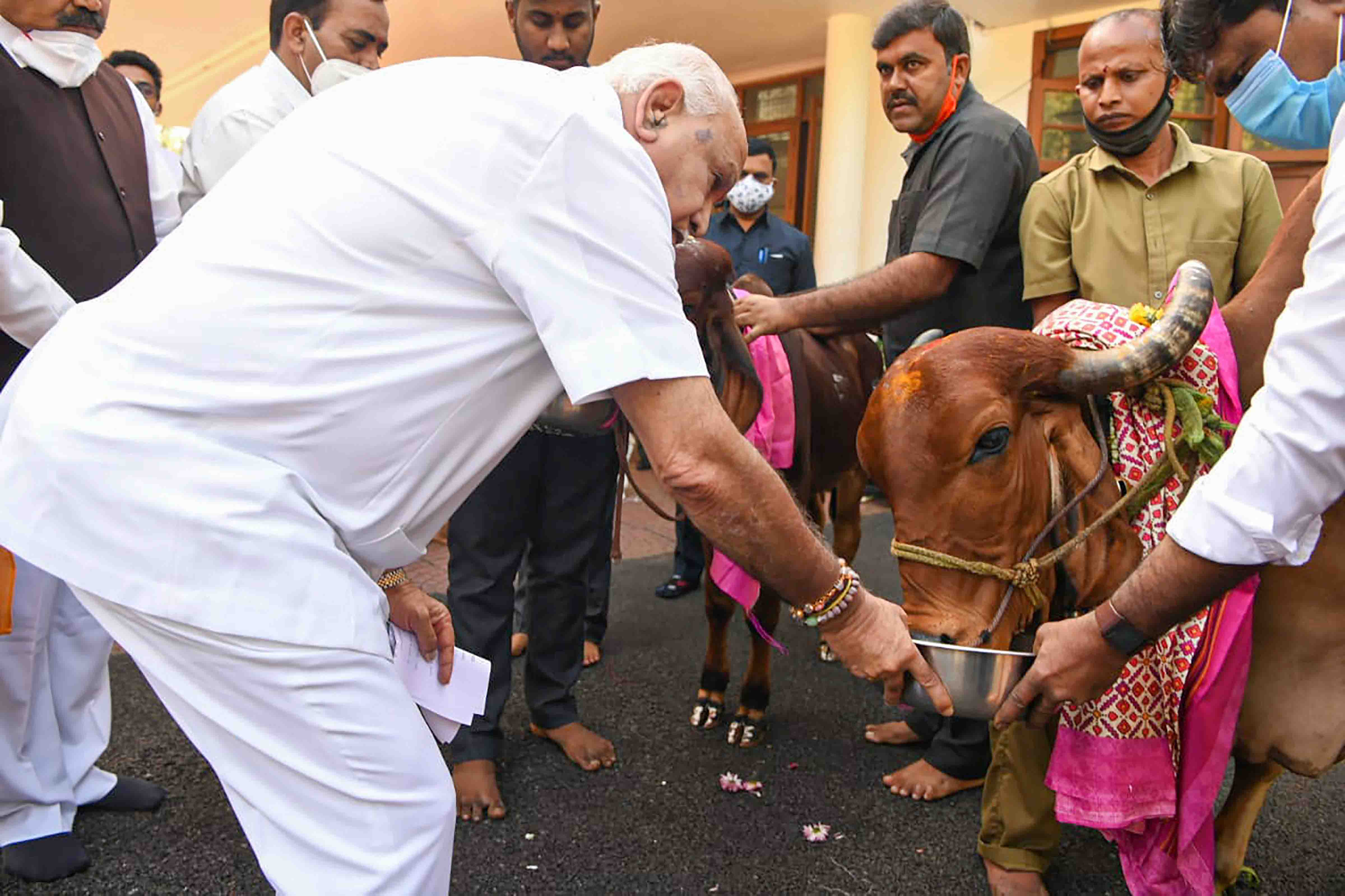 Karnataka govt will promulgate anti-cow slaughter ordinance: CM Yediyurappa