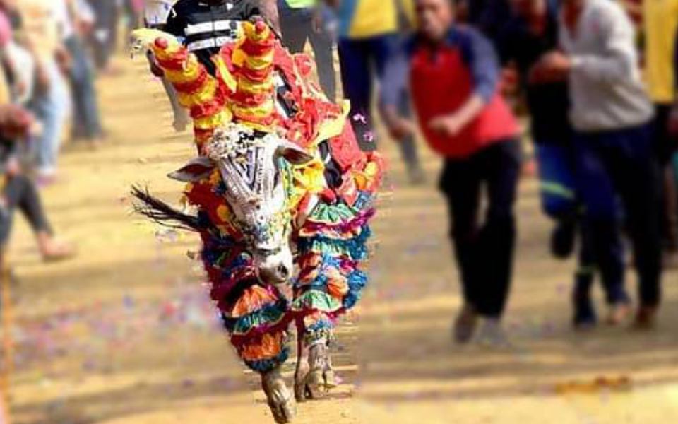 College student killed after bull hits him during race in Shivamogga