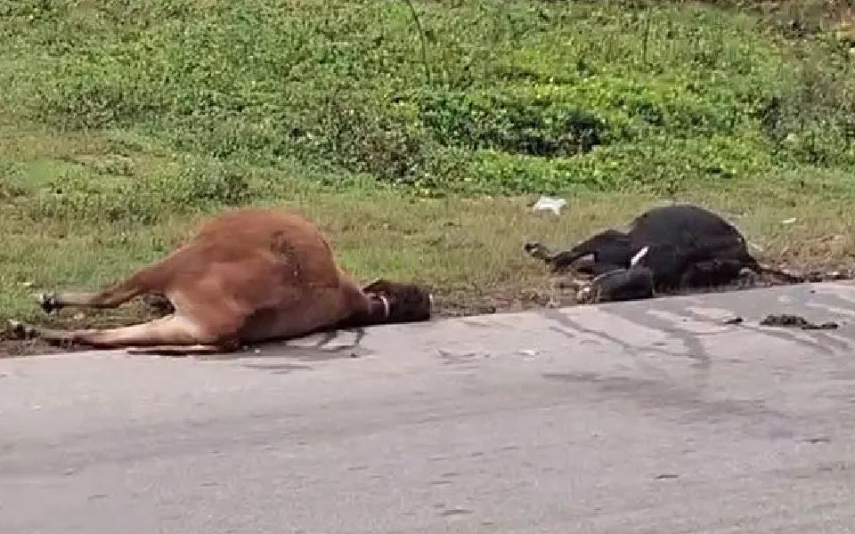 Mudigere: Unknown vehicle rams cattle; Seven injured, five dead