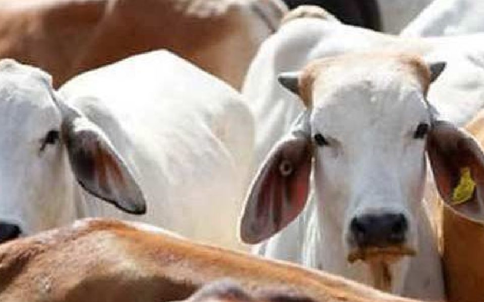 Tension in Bengaluru's Chamarajpet after miscreants attack three cows