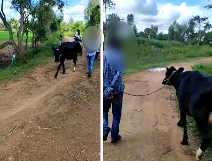 Dalit man tied to rope, cow; paraded  half-undressed over conflict in Mandya; case registered