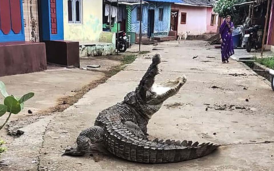 Crocodile enters village in Karnataka