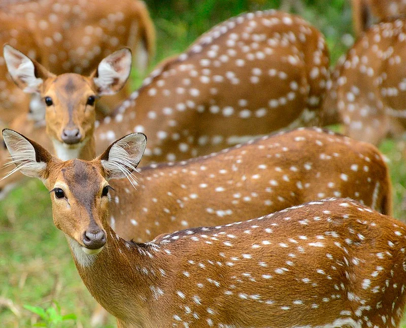 Forest officials seize many wild animals kept as pets in Karnataka politician's farmhouse