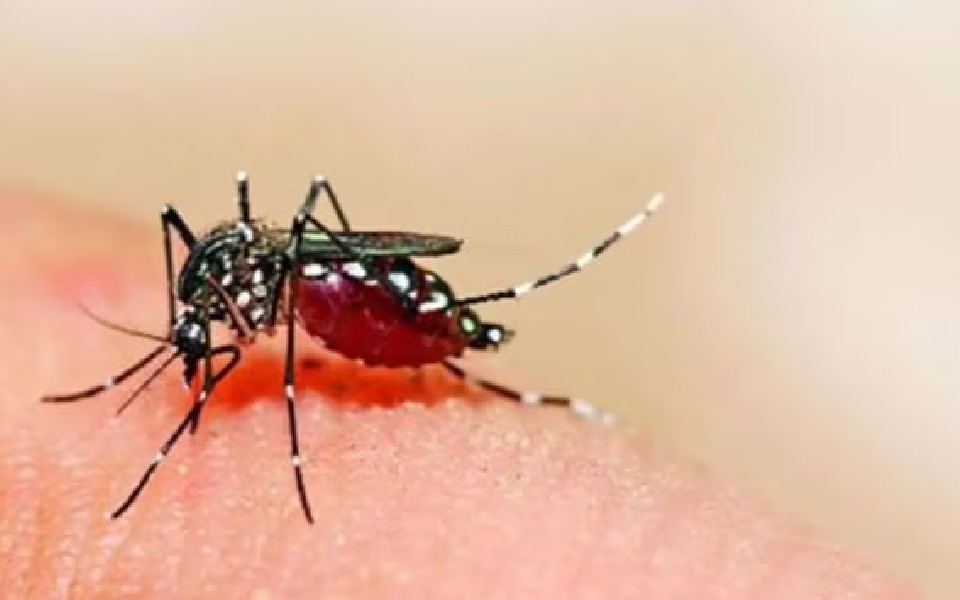 222 active dengue cases recorded in Karnataka