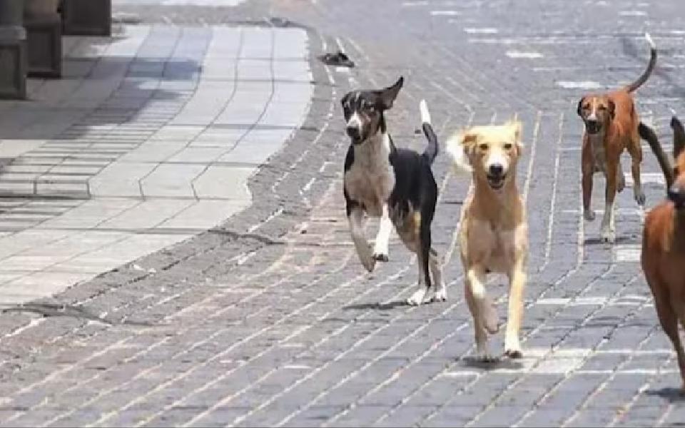 76-year-old woman on morning walk dies after pack of stray dogs attacks her in Bengaluru