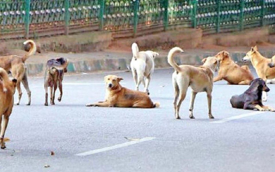 Stray dogs bite two college students in Bengaluru