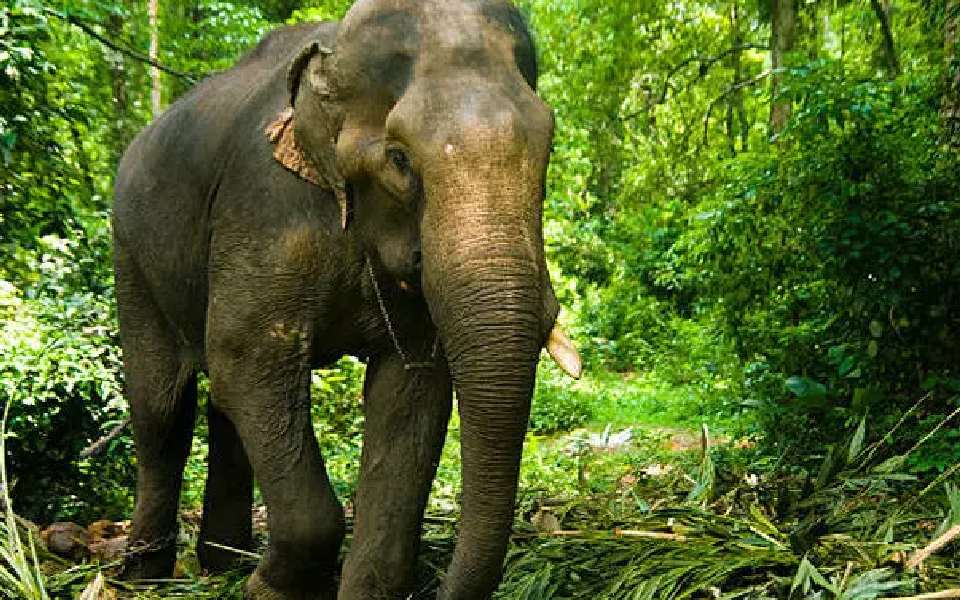 Wild elephant tramples 45-year-old coffee plantation worker to death in Hassan