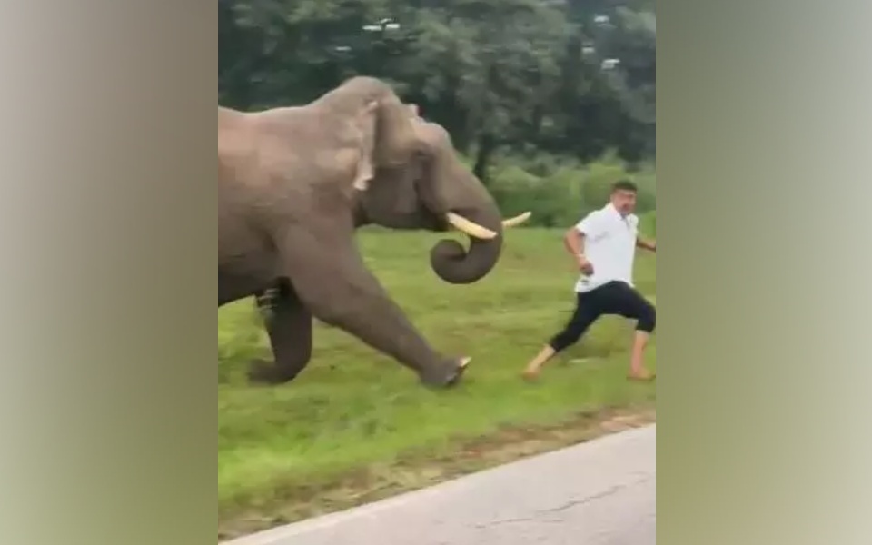 Tourist escapes elephant attack at Bandipur National Park