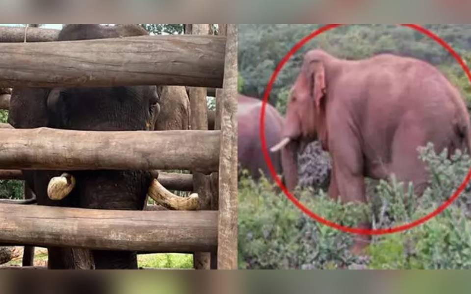 Elephant collapses, dies while training at elephant camp at Bandipur Tiger Reserve