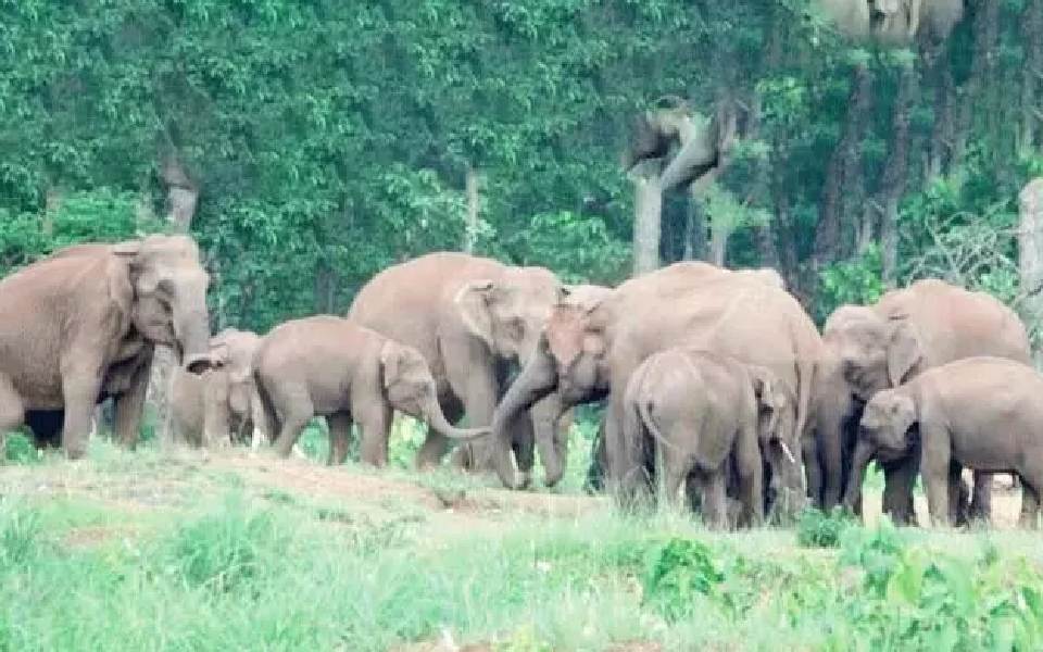 Madikeri: Woman plantation labourer killed in wild tusker attack