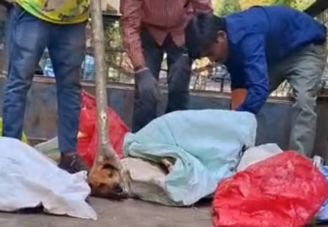 Video of dogs being trapped, loaded into trucks goes viral; animal activists complain to GBA