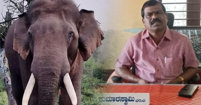 Why not "elephant foeticide", asks Karnataka BJP MLA upset by pachyderm menace in his constituency