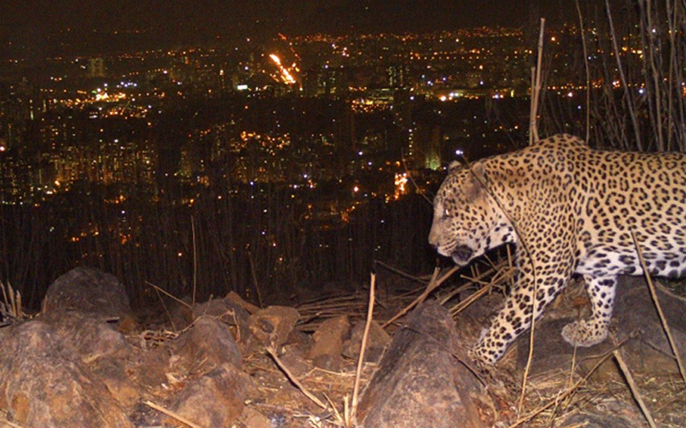 Leopard drags stray dog away in residential area, video goes viral