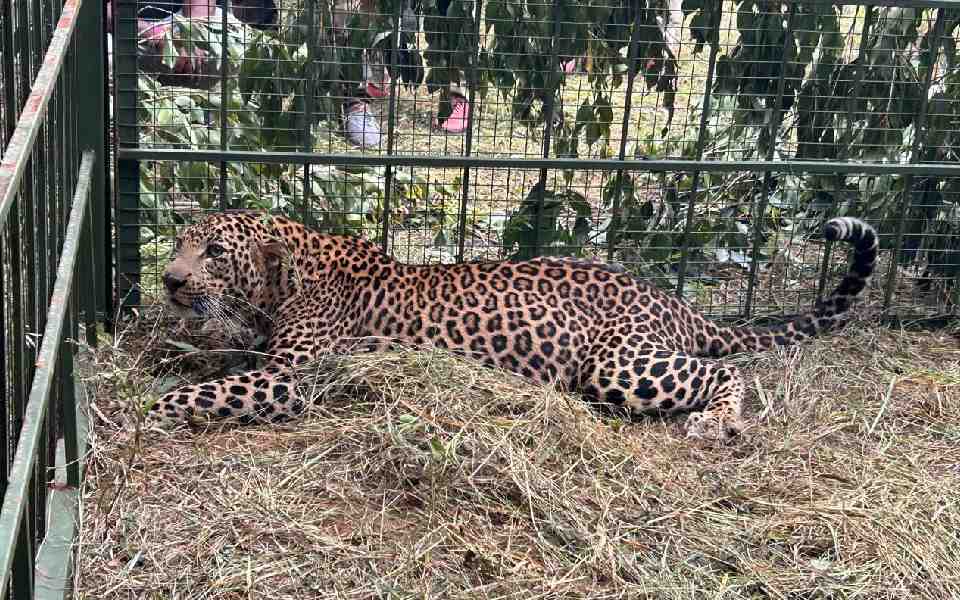 Leopard spotted in Bengaluru's Electronic city captured