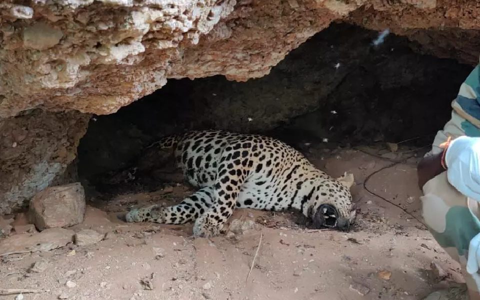 Female leopard found dead in Karnataka's Chamarajanagara district