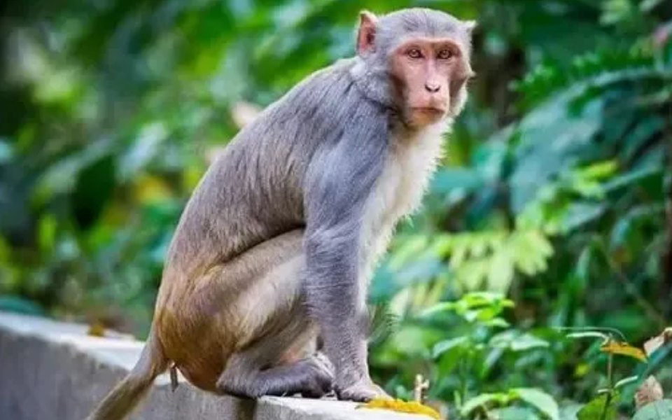 Elderly woman dies of Monkey Fever in Chikkamagaluru: Death toll rises to 4