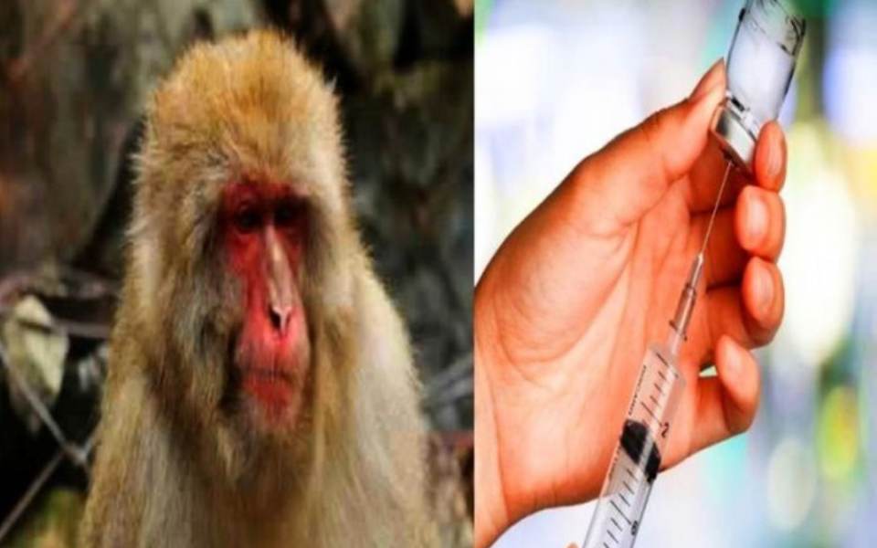 31 cases of monkey fever reported in Uttara Kannada district