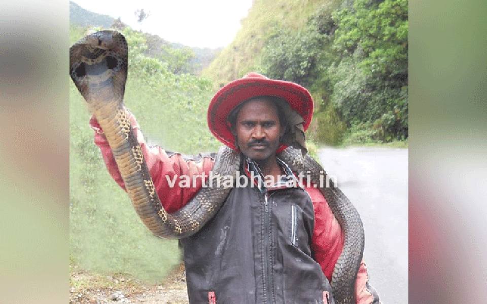 Famous snake catcher in Chikkamagaluru dies after being bitten by Cobra he rescued