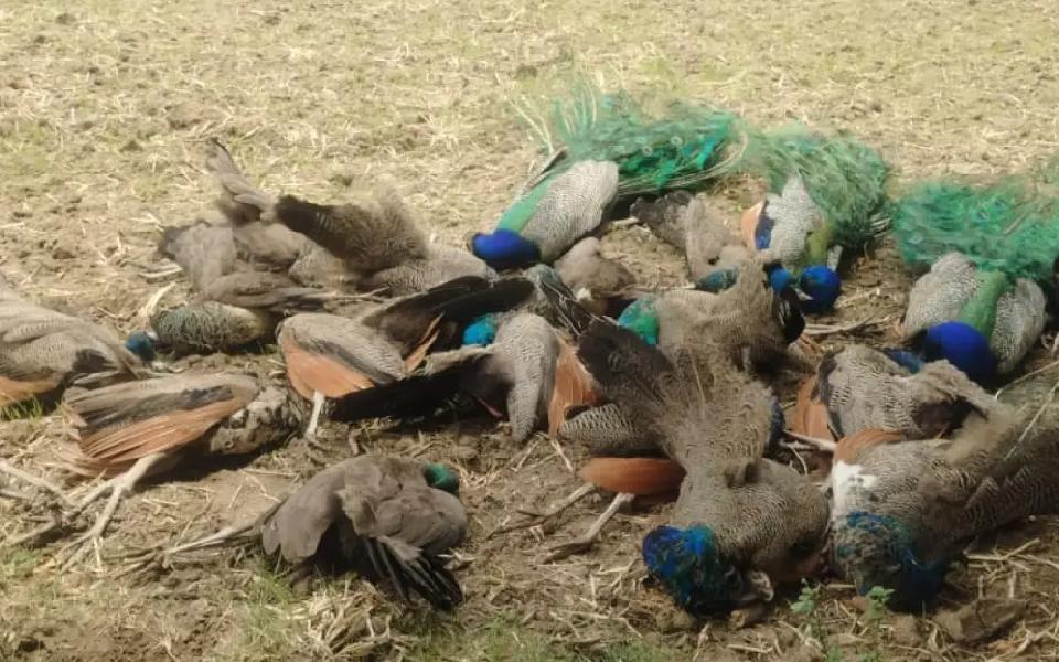 20 peacocks found dead in Tumakuru district, minister orders probe