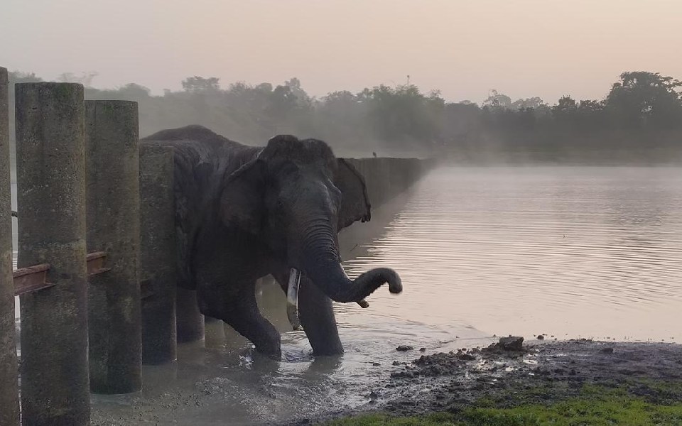 Elephant stuck while crossing rail fence at Nagarahole Tiger Reserve; rescued