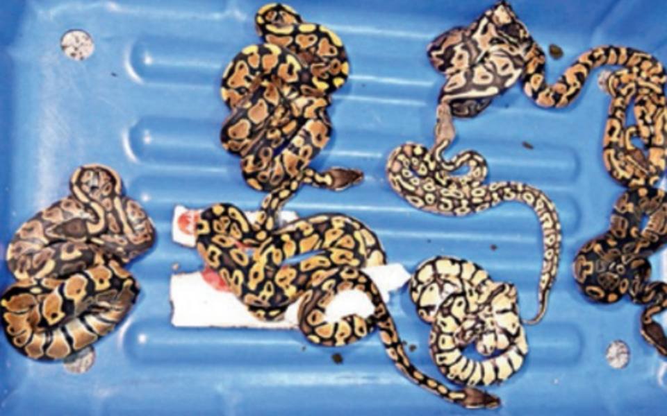 Poisonous snakes, Cobras, Pythons, Crocodiles recovered from passenger's baggage at B'luru Airport