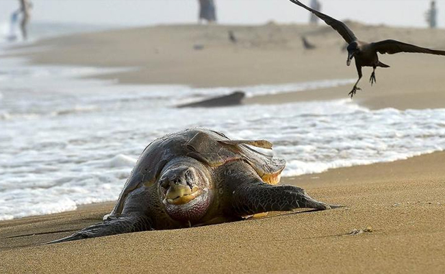 Six endangered turtles found dead in Karwar, Honnavar beaches