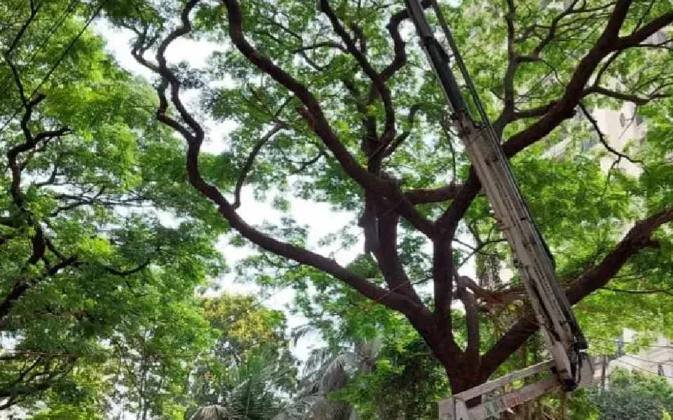 Boy critically injured after tree branch falls on him in Bengaluru