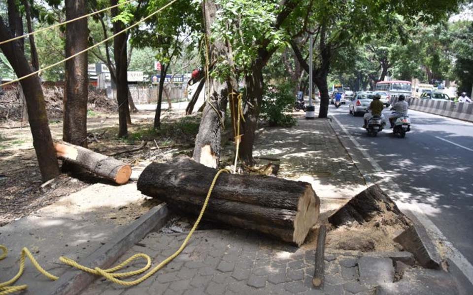 3,559 trees to be cut down in Bengaluru city for road, metro projects