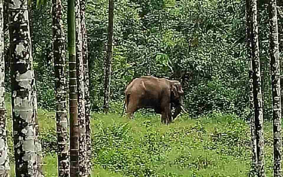 Ramanagara: Forest Department officials catch wild tusker that claimed 2 lives