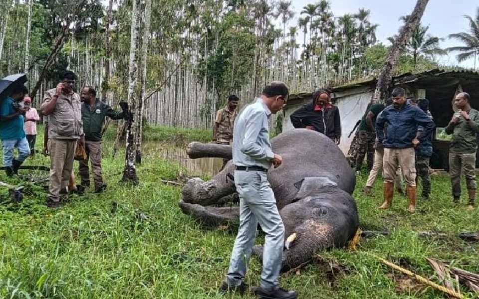 Kodagu: Ten-year-old tusker found dead in pond of coffee estate