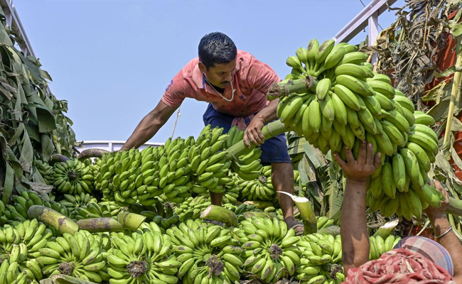 Banana farmers in Karnataka struggle with crop damage due to extreme cold