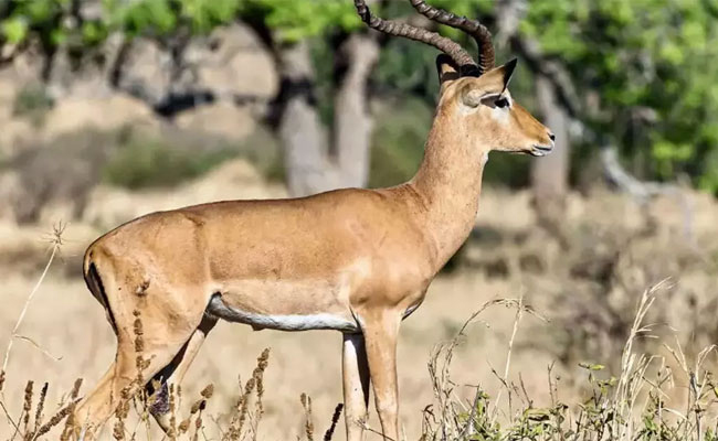 Three blackbucks found dead with gunshot wounds in Karnataka