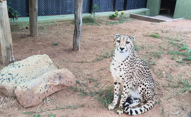 Bengaluru: Four South African cheetahs arrive at Bannerghatta Biological Park