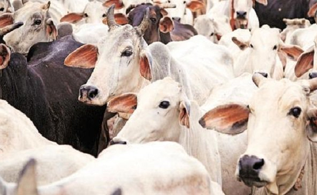 Man Arrested for severing udders of cows in Bengaluru