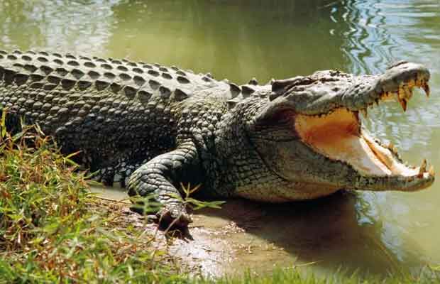 Farmer killed in crocodile attack while bathing in river in Chikkodi