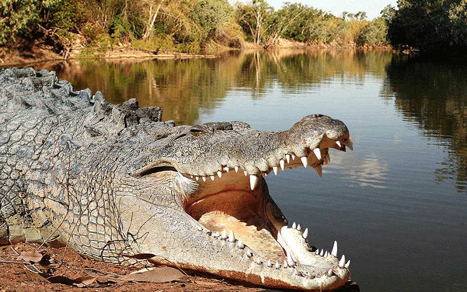 Woman feared dead after crocodile attack in Vijayapura